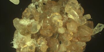 Вчені створили «живий» пісок, який може зберігати воду в пустелі