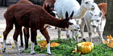Гарбузові вікенди – як мешканці столичного зоопарку ласують соковитим осіннім овочем