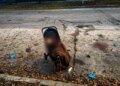 Окупанти вдарили дроном по парку на Харківщині – загинули дві жінки та немовля у візочку