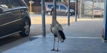Норовливий лелека Остап став зіркою автовокзалу на Хмельниччині (фото)