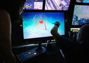 Вчені знайшли в Індійському океані істоту, довшу за кита: який вигляд вона має