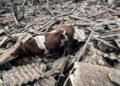 Російські дрони атакували ферму на Сумщині, є загибла і четверо постраждалих