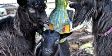 Гарбузове свято в Києві: хто із мешканців зоопарку ласуватиме осінніми смаколиками