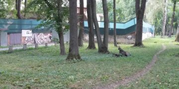 Суд зобов’язав родину Круп знести паркан, що захоплює понад 2 тис. кв. м землі