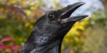 Ворони визначають напрямок руху за чверть секунди — і вчені кажуть, що це не просто автоматичний рефлекс