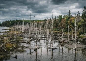 Підняття рівня моря створює «ліси-привиди»