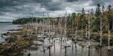 Підняття рівня моря створює «ліси-привиди»