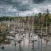 Підняття рівня моря створює «ліси-привиди»